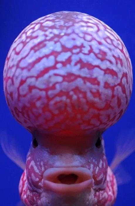 神秘的顶级海底照片难得一见,罕见海底美人照片