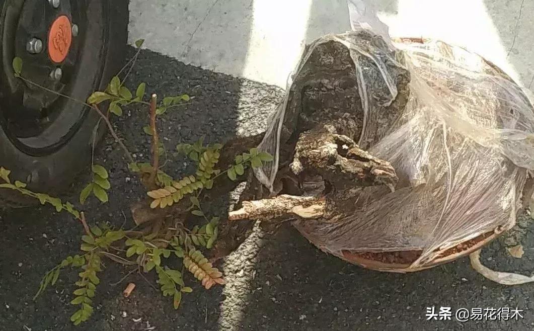 清香木黄叶掉叶是什么原因引起的,清香木盆景黄叶掉叶