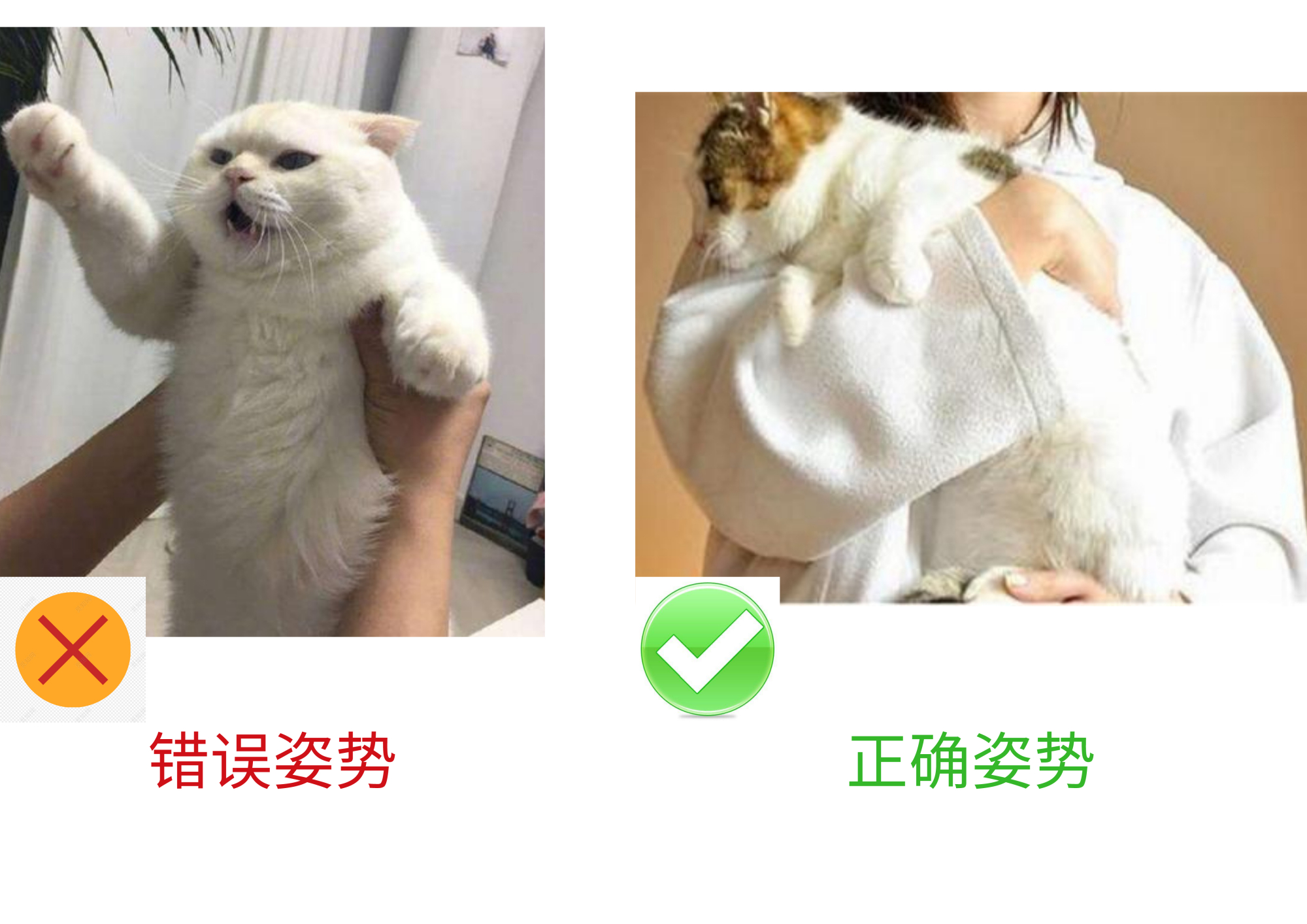 小猫咪不让抱着睡怎么办,扼住命运的喉咙猫咪