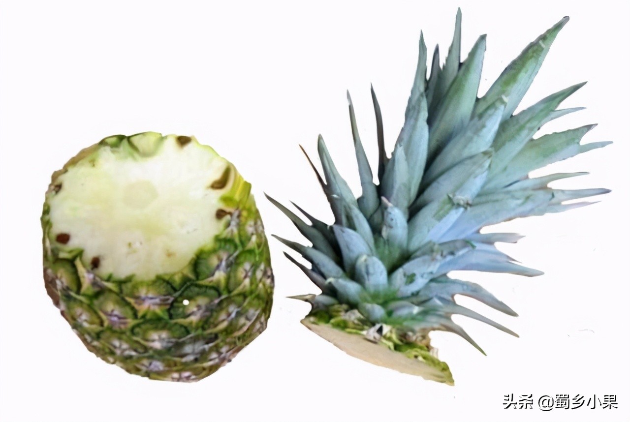 菠萝苗第二次结果怎么培育,怎么培育菠萝幼苗的