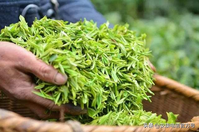 安康紫阳富硒毛尖,紫阳毛尖特别香