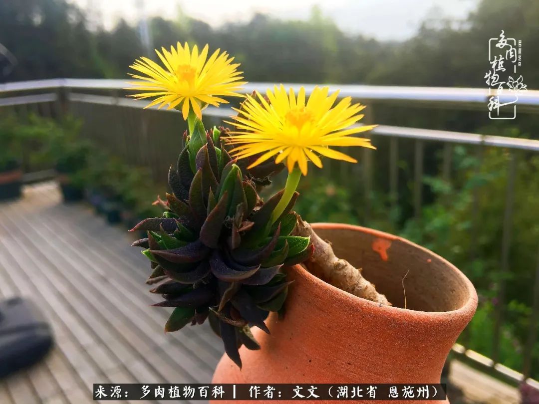 夏季多肉花园图片,初夏多肉花园