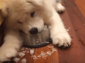 狗狗换牙啃硬的东西有哪些,狗狗换牙给他吃什么