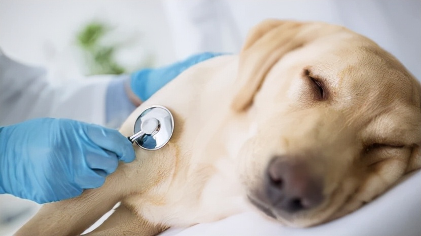 狗狗拉稀拉血能自愈吗,狗狗拉稀带血是什么原因