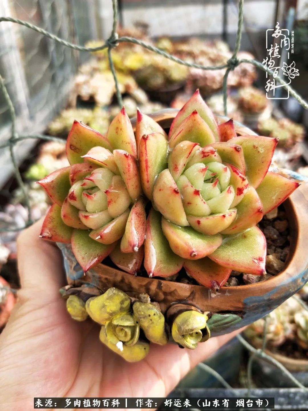 世上怎么会有这么可爱的生物,这世上怎么会有那么可爱的小可爱