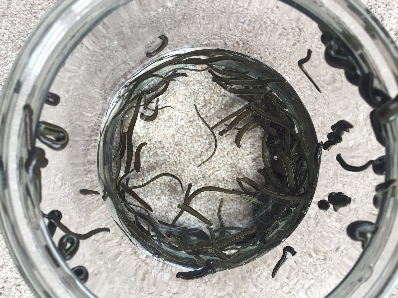 水蛭被人吃进肚子里它能活多久,水蛭被吃到肚子里能活吗