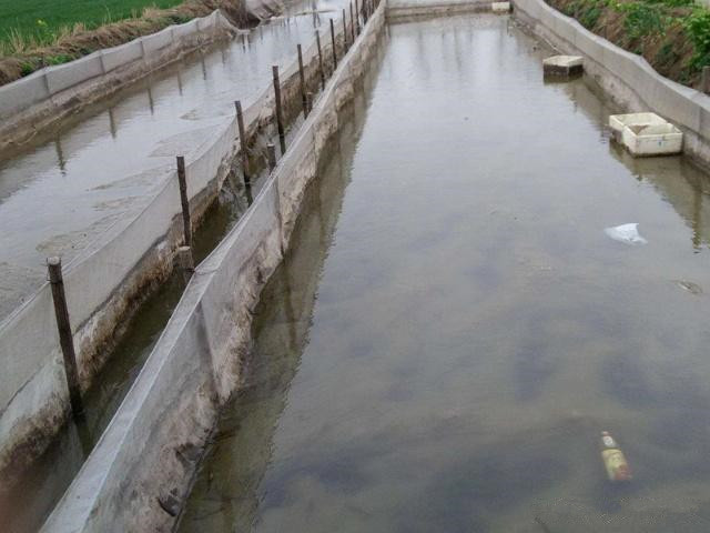 泥鳅黄鳝种苗如何人工越冬,冬天怎样让泥鳅在水里最活跃