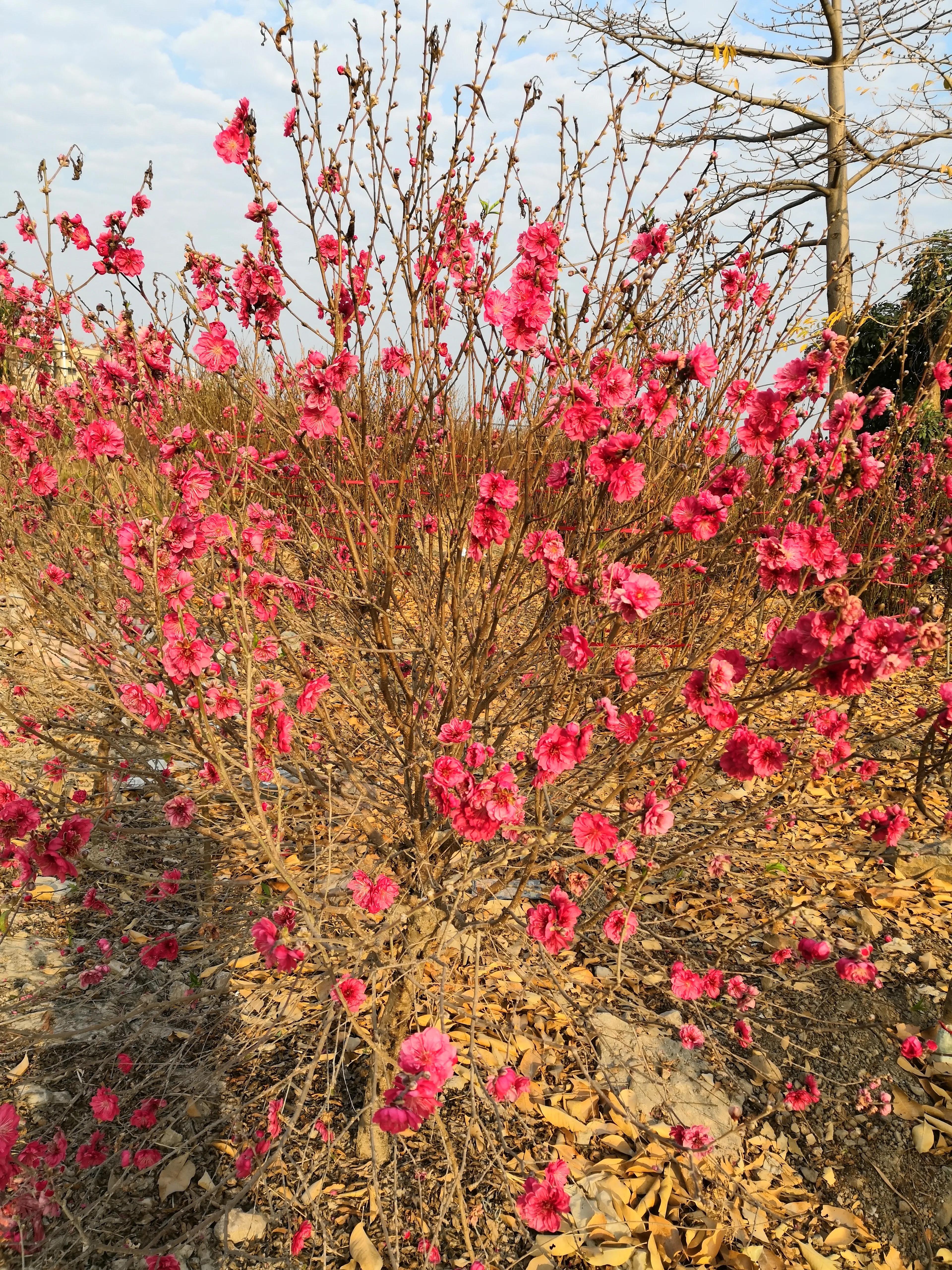 故乡的桃花,故乡的桃花开了