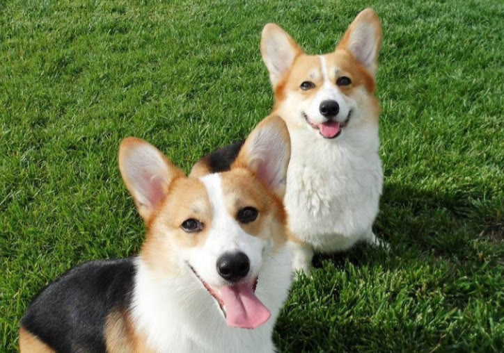 柯基狗一年吃多少狗粮合适,柯基狗狗一天吃多少狗粮