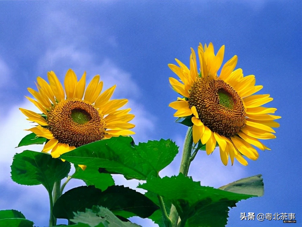 我26岁,不顾朋友劝阻奔现网友,结果被骗得身无分文后悔万分