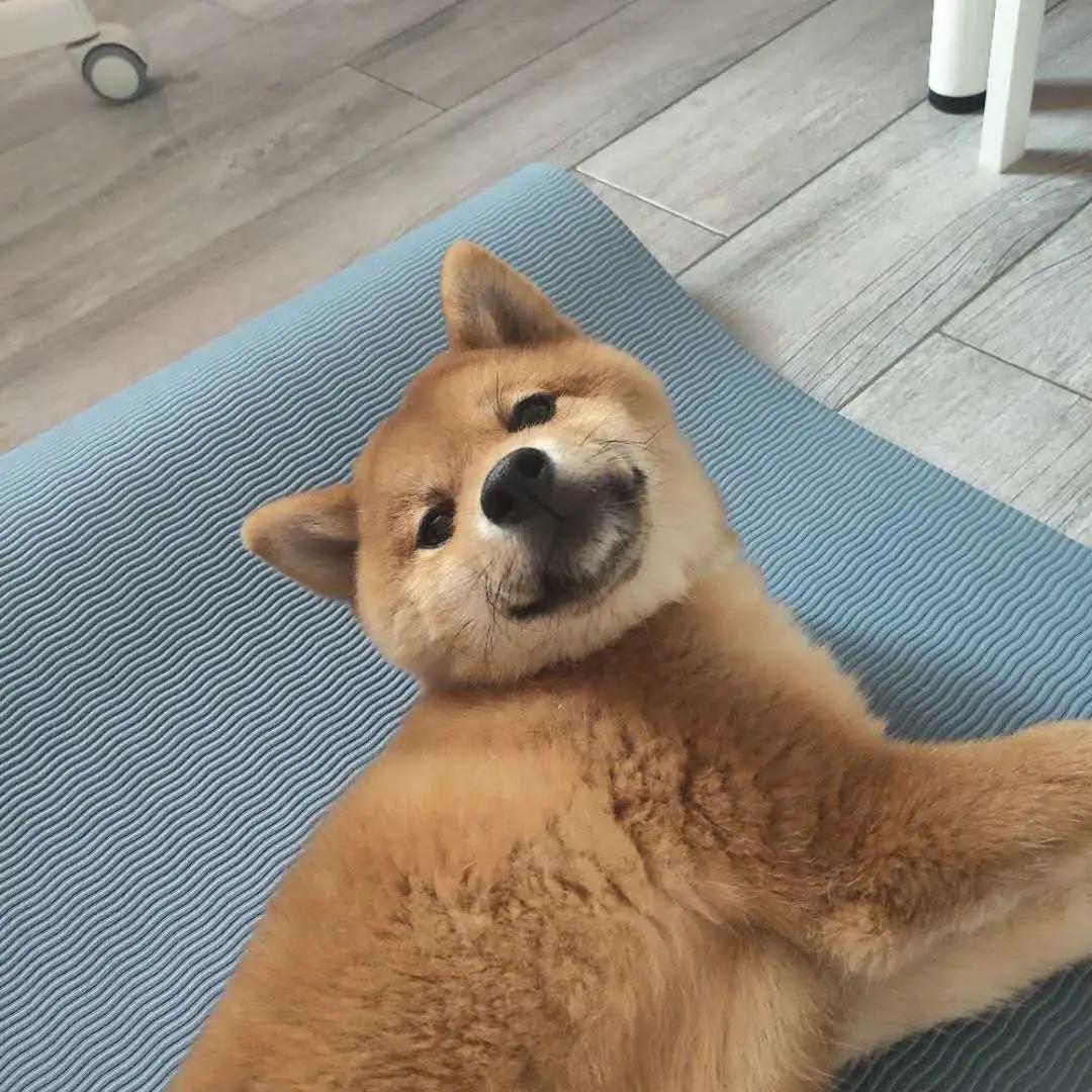 模仿狗狗睡姿,分享下你家狗子的睡姿