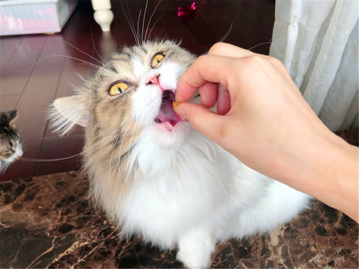 猫咪疫苗去宠物医院打靠谱吗,打疫苗辟谣