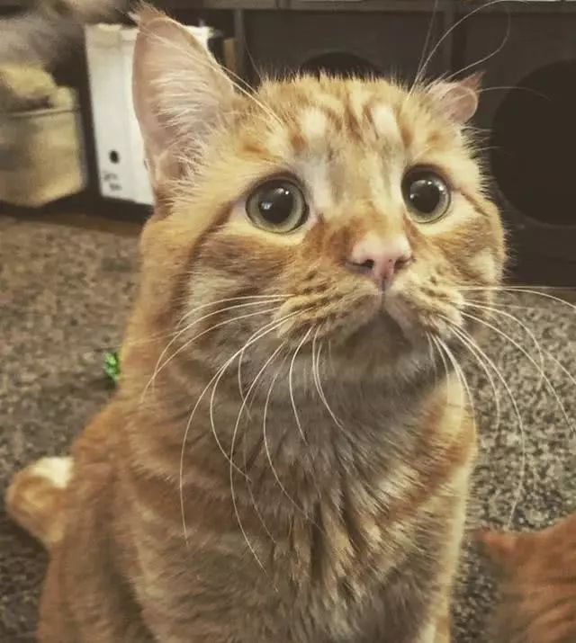 苦瓜脸的喵星人,苦瓜脸猫咪