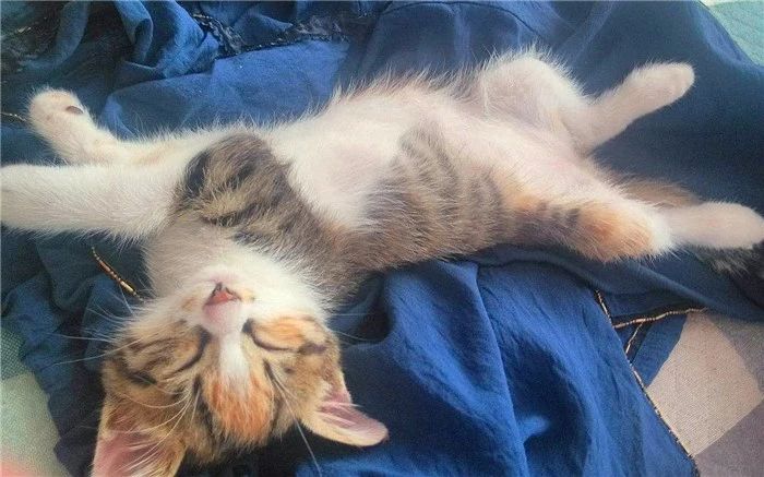 用百合花帮爱猫发情?母猫却因此出现肾衰竭,需知此为“毒花”