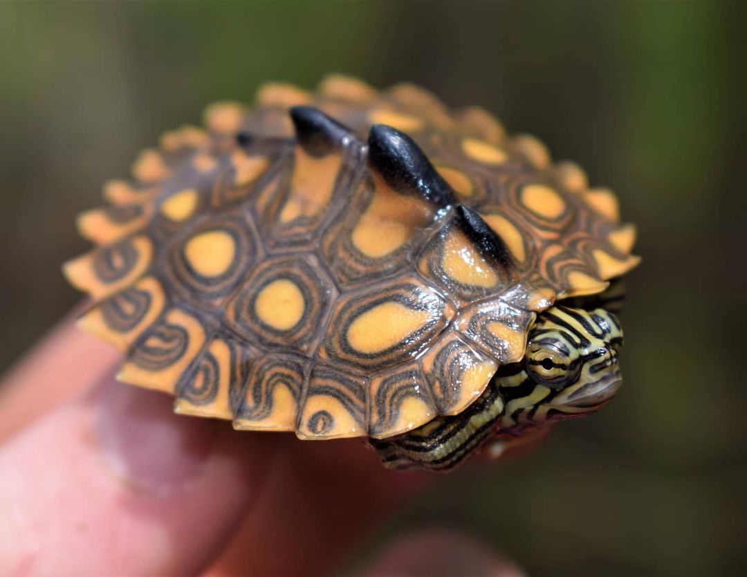 哈士奇地图龟怎么养,龟中的哈士奇地图龟