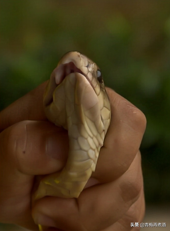 活蛇泡酒寄生虫能泡死么,蛇泡酒泡了三年没死还咬死个人