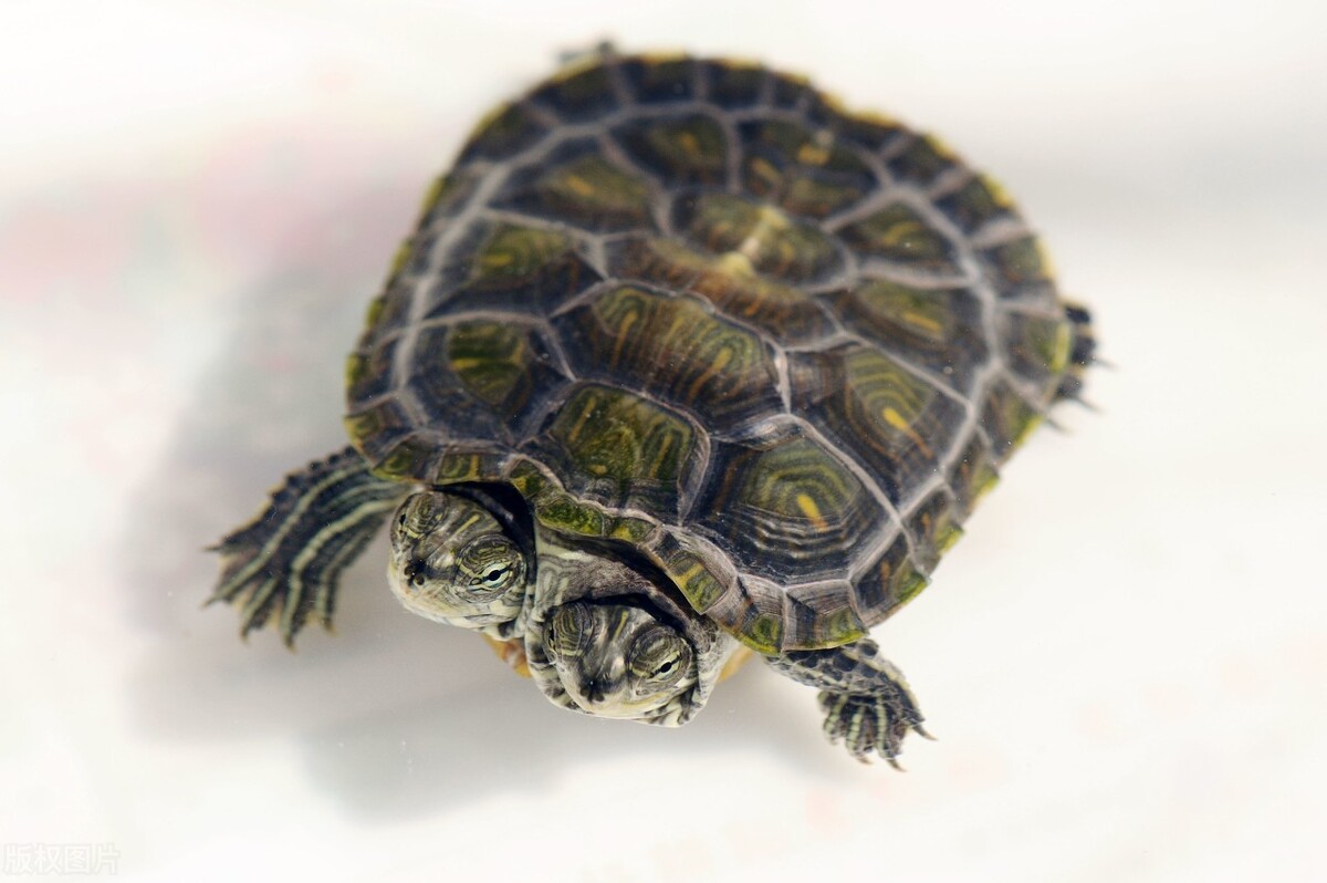 巴西乌龟冬眠结束后怎么处理,轻微腐皮的乌龟能不能冬眠