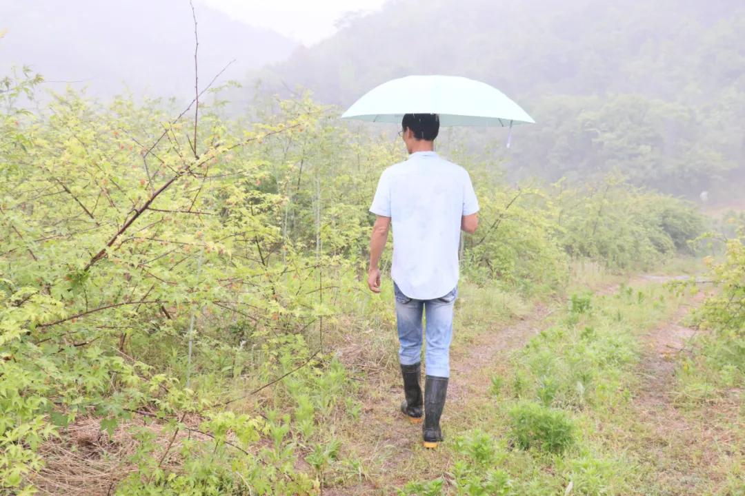 诸暨哪里树莓采摘最好,诸暨摘树莓