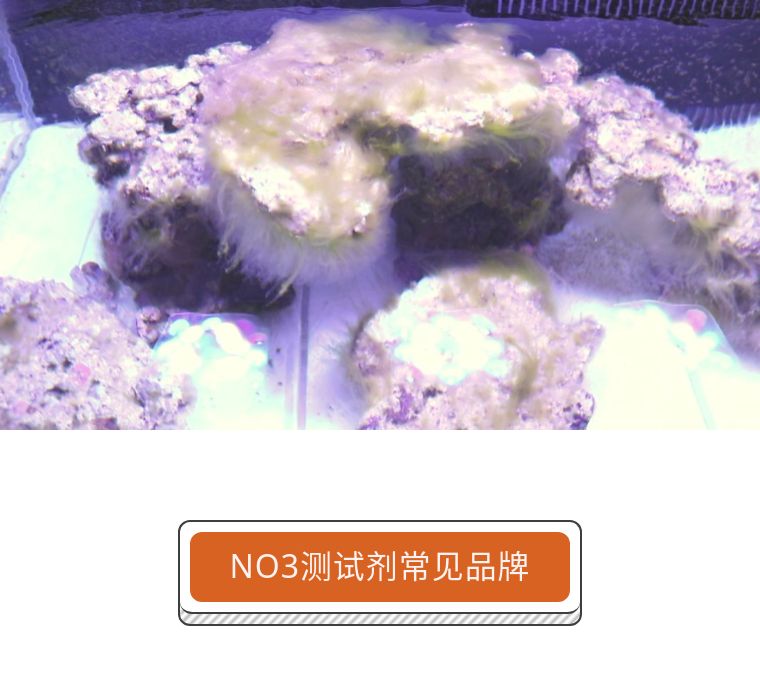 海缸no3值多少算正常,海缸no3超标会有什么问题