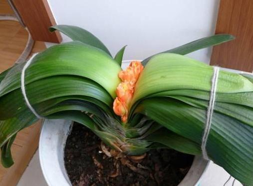 君子兰高端大气观叶观花盆栽,精品君子兰室内桌面观花小盆景