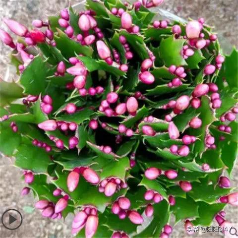 嫁接过后的蟹爪兰叶片打蔫,蟹爪兰扦插的叶片打蔫怎么办