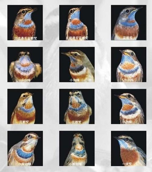 为什么说靛颏鸟是鸟中君子,鸟中君子蓝靛颏