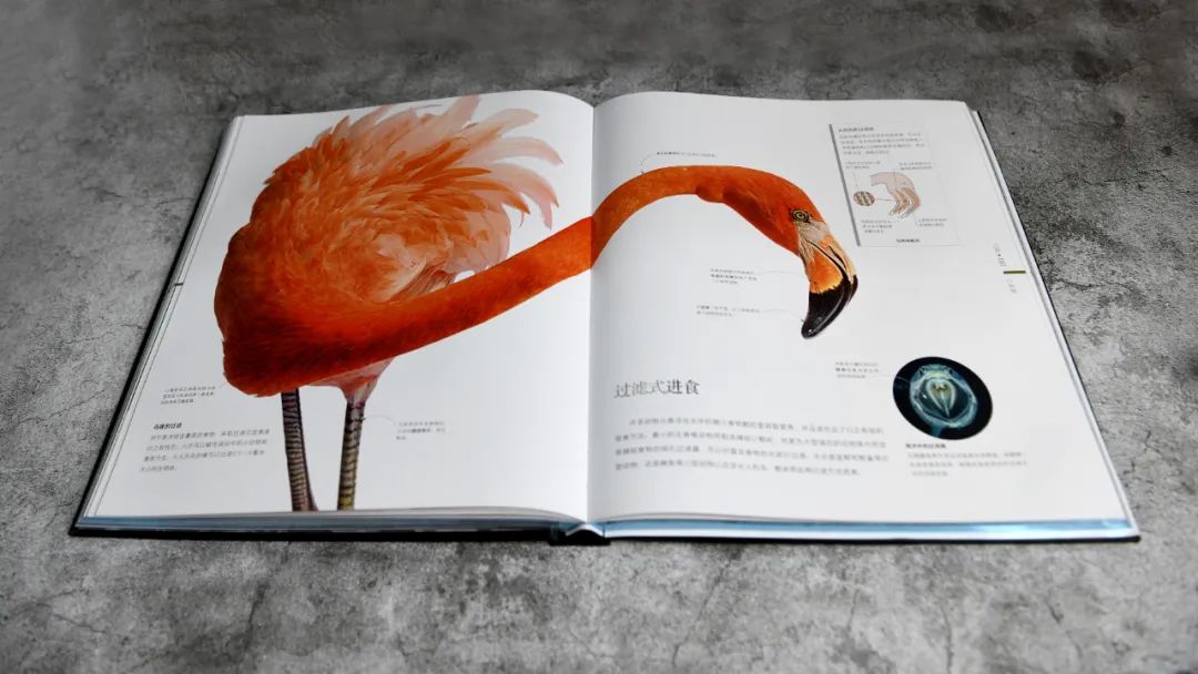 揭秘动物世界的“冷知识”,动物世界中的奇妙之处