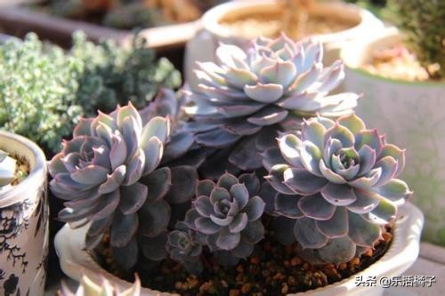 多肉植物蓝石莲有哪些品种,蓝石莲和石莲花是一个品种吗