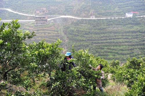 柑橘采摘园的建设标准,新手种植果树入门建议