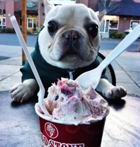 狗狗拉肚子怎么来评判是否严重,小狗拉肚子是不是吃得少造成的