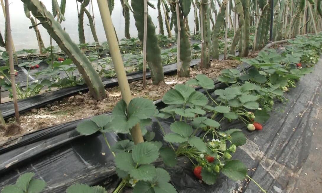 大棚火龙果收获,火龙果套种西瓜大棚