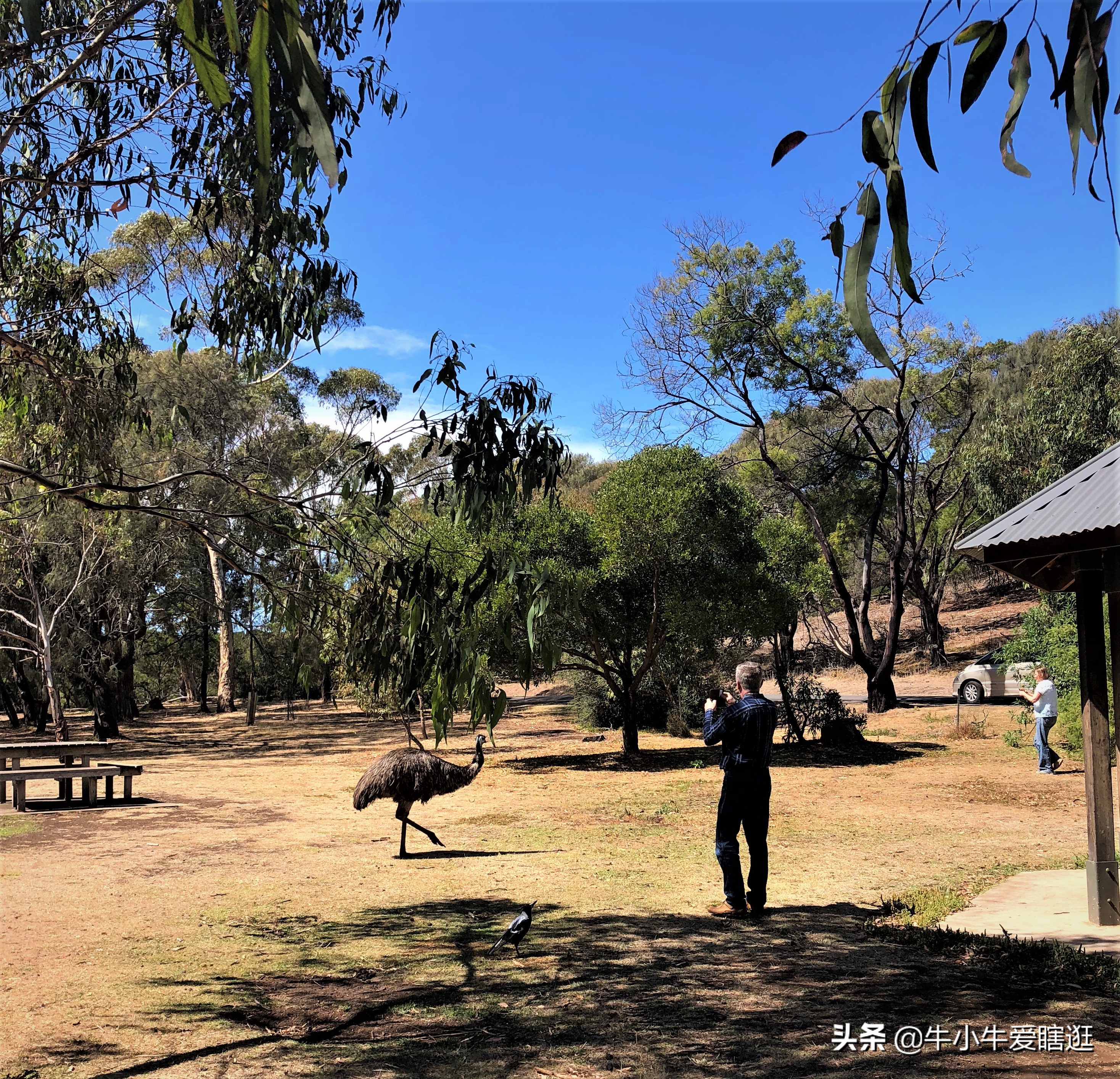 悉尼7日游自由行攻略,澳洲阿德莱德旅游攻略