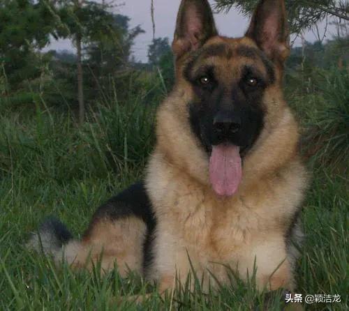 德国牧羊犬饲养基地在哪里,德国牧羊犬近亲繁育