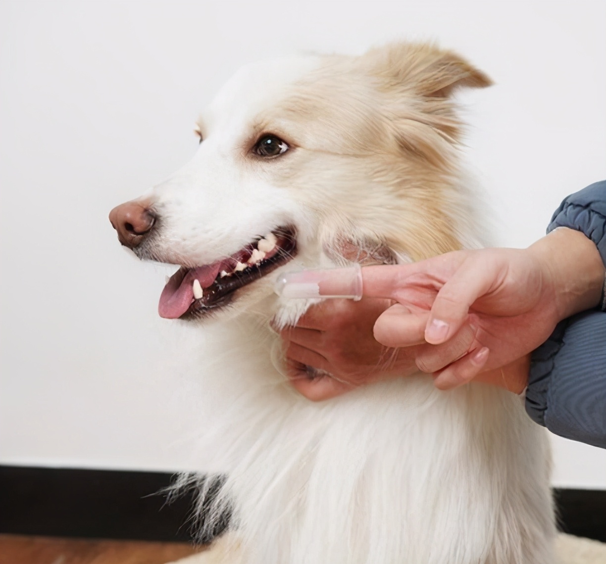科学训练狗定点大小便,狗知识实用训练小技巧