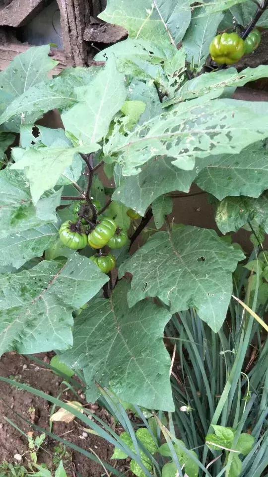 鸟一直咬花怎么办,阳台的花总是被鸟吃了怎么办