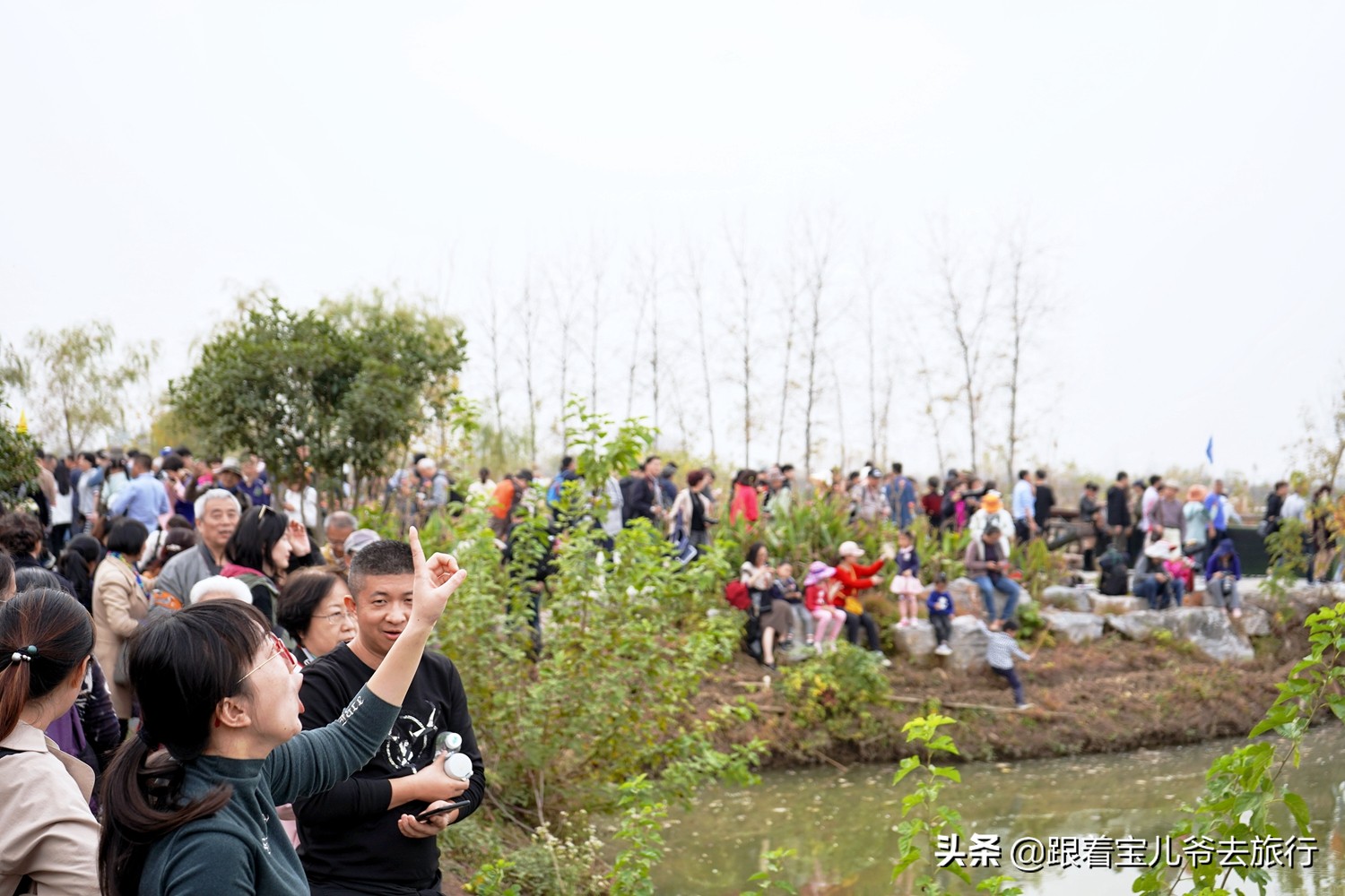 南京燕雀湖水杉林,南京秋天水杉林