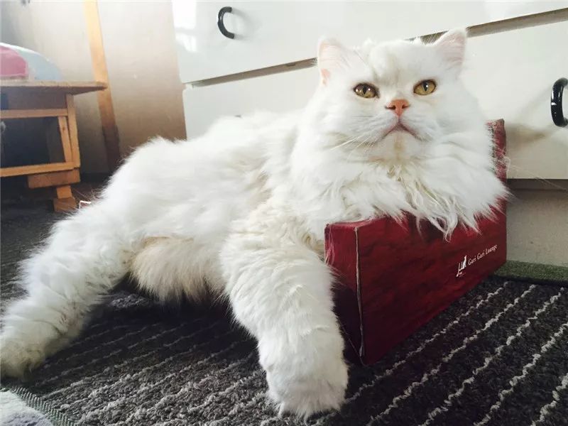 老板，这圆滚滚地怎么恢复出厂设置，说好的小可爱呢？