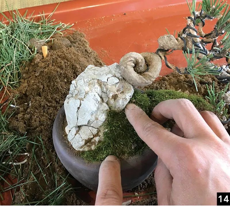 黑松苗临水式造型 (临水黑松苗)