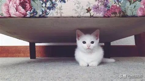 猫咪怕人不让抱怎么培养感情,猫咪长大了特别怕人怎么训练