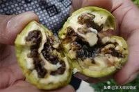 怎么才能种好核桃,种哪种核桃好吃又有营养