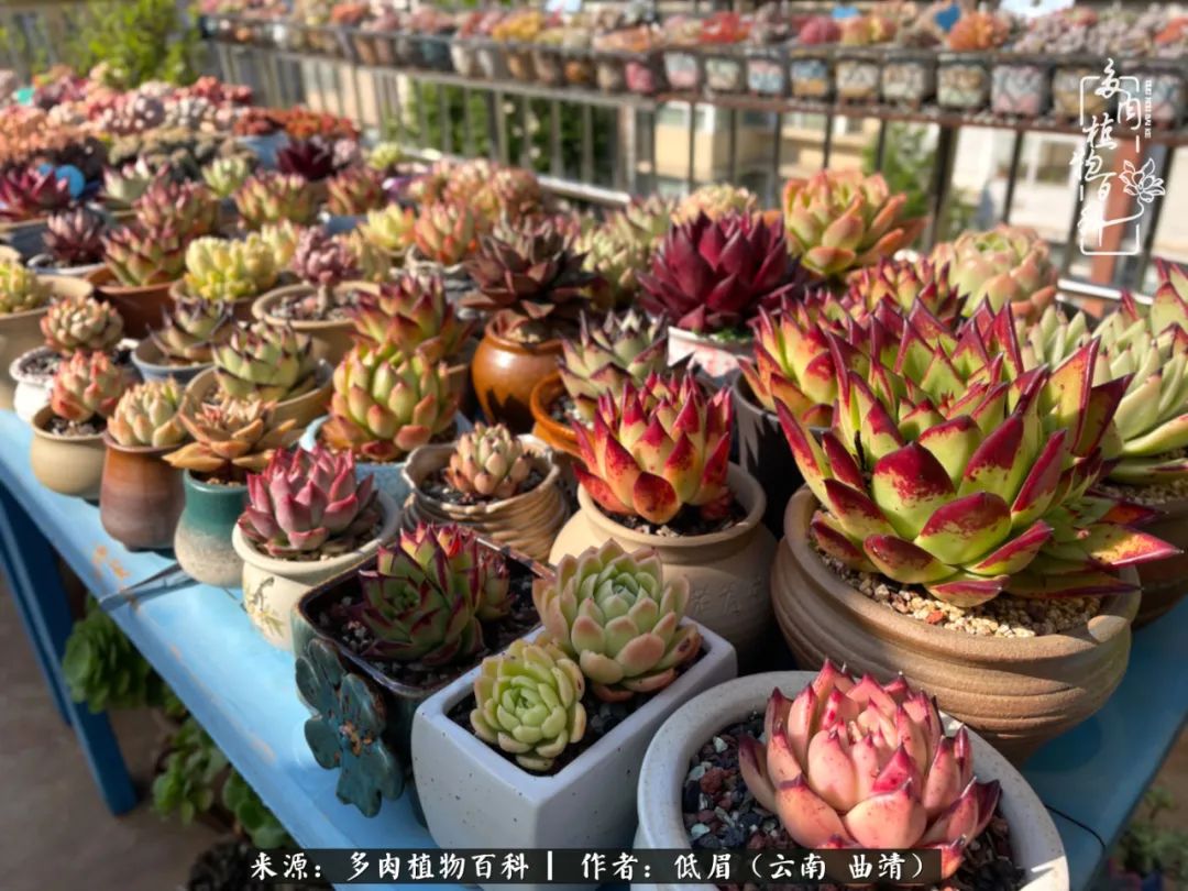 怎么在多肉植物百科投稿,怎样向多肉植物百科投稿