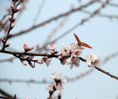 七言绝句春花二十首,春花平水韵七绝诗