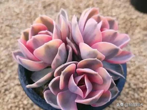 养花煤渣直接掺到土里吗,蜂窝煤渣养花好处多