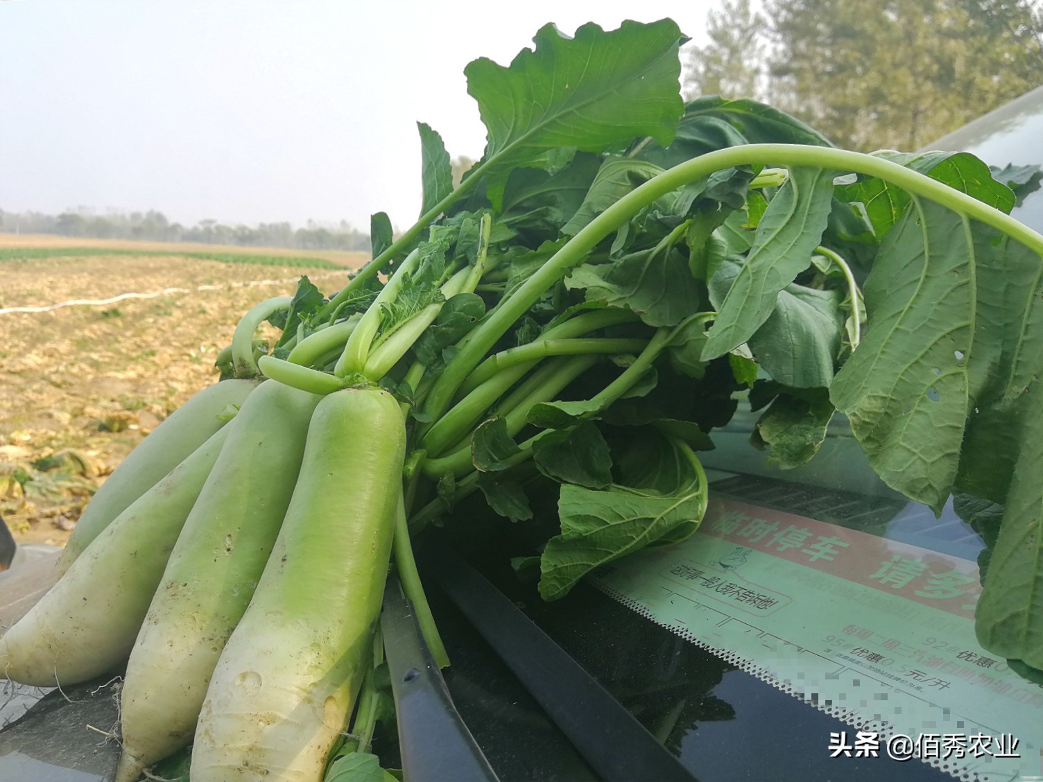 种植水果萝卜一亩利润是多少,怎么种植萝卜才能高产质量好