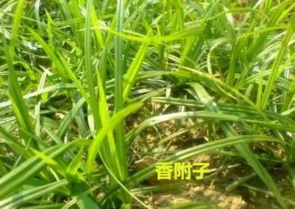 地里的野菜不认识拍照片怎么查,农田常见100种杂草图谱名称