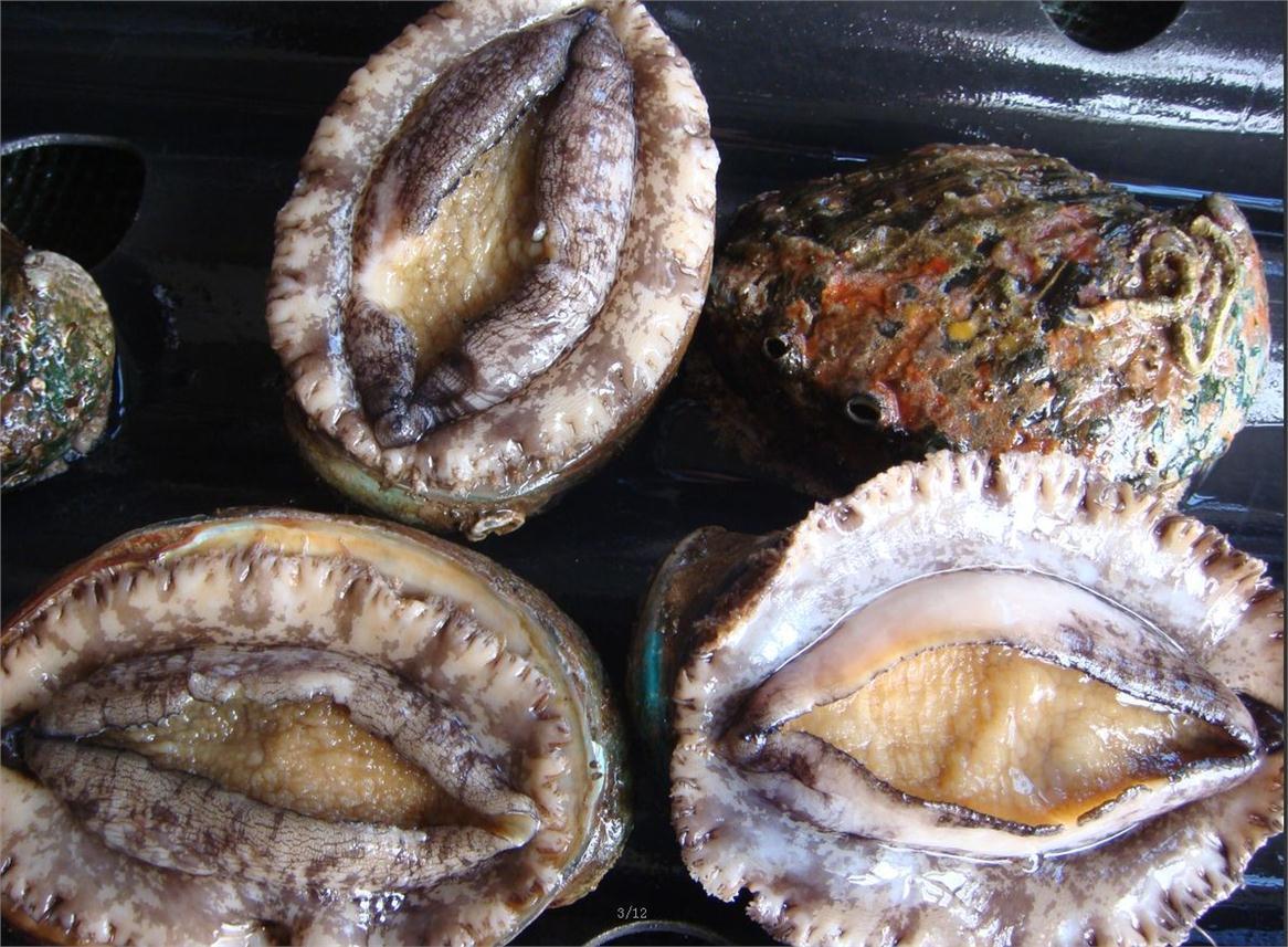 这座海滨小城的特点是什么,适合养老的海滨小镇