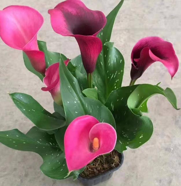 马蹄莲盆栽的养殖方法和注意事项,马蹄莲冬季养护