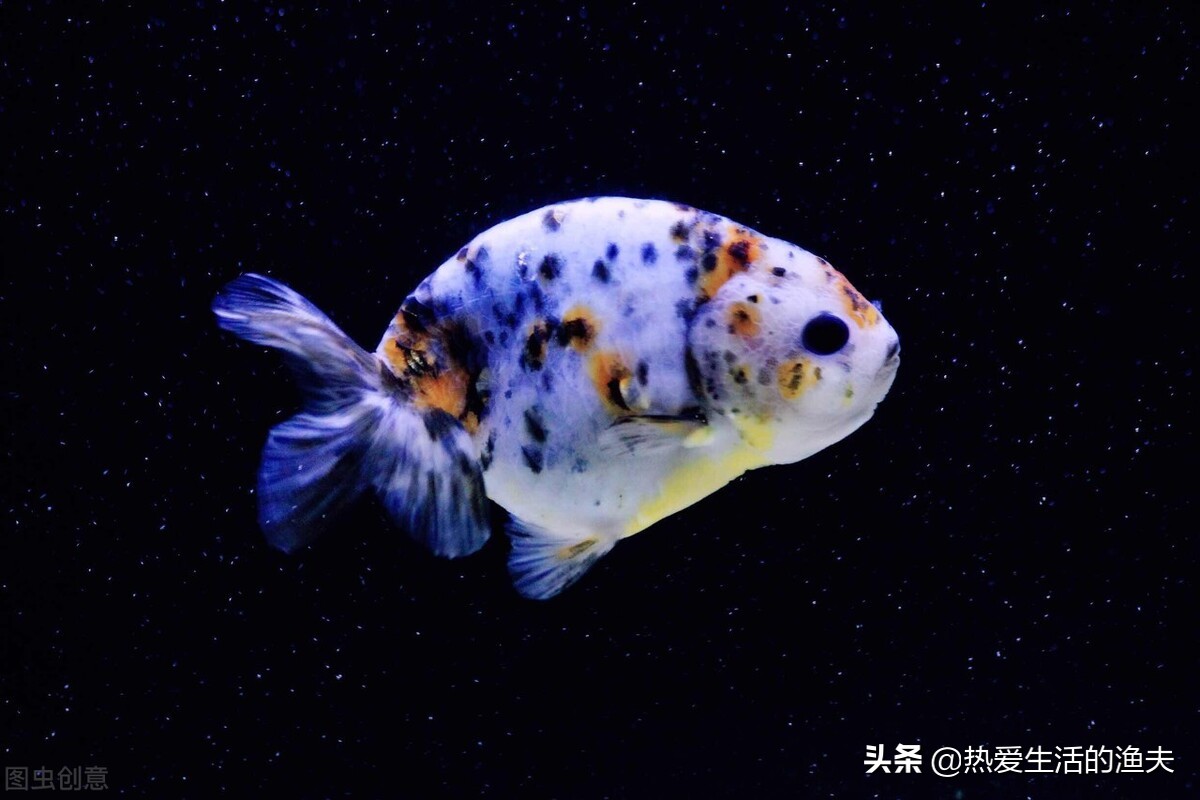 网上买金鱼哪家店靠谱,网购金鱼骗局是真的吗