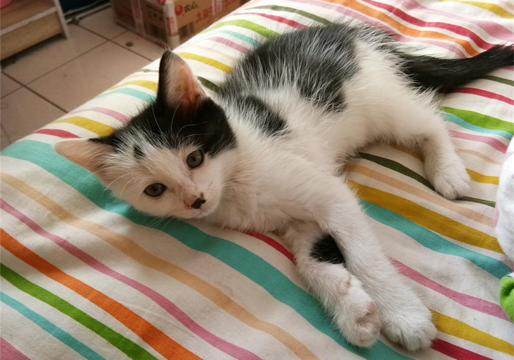 自己给成年猫咪打疫苗的正确方法,铲屎官可以自己给猫咪打疫苗吗