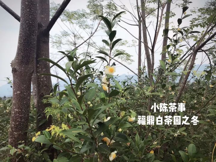 白茶红茶绿茶都是碱性的吗,白茶茶汤酸涩是什么原因